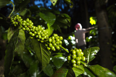 Organic Coffee